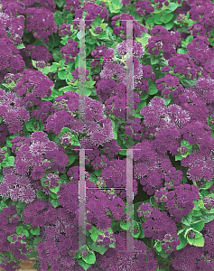 Picture of Ageratum x 'Agmontis (Artist Purple)'