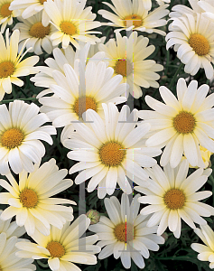 Picture of Argyranthemum frutescens 'Vanilla Butterfly'