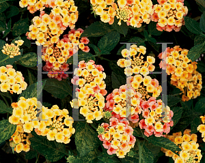 Picture of Lantana camara 'Luscious Tropical Fruit'