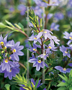 Picture of Scaevola aemula 'Newon (New Wonder)'