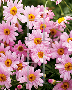 Picture of Argyranthemum frutescens 'Argymip (Molimba Pink)'