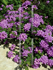 Picture of Lantana camara 'Luscious Grape'