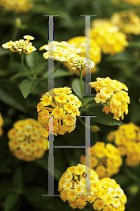 Picture of Lantana camara 'Luscious Lemonade'