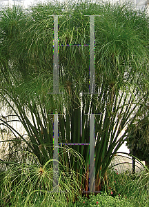 Picture of Cyperus papyrus 'Graceful Grasses  King Tut'
