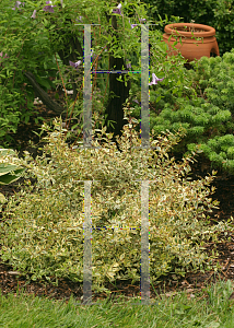 Picture of Abelia x grandiflora 'Minipan(Golden Anniversary)'