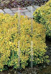 Picture of Berberis thunbergii 'Talago(Sunjoy Gold Beret)'