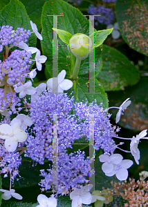 Picture of Hydrangea involucrata 'Wim Rutten (Blue Bunny)'