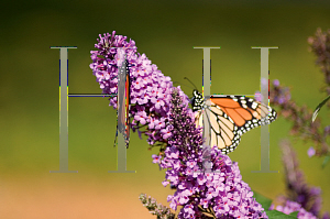 Picture of Buddleia davidii 'Peakeep (English Butterfly Peacock)'