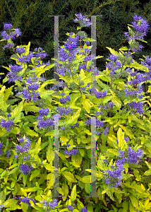 Picture of Caryopteris x clandonensis 'Janice (Lil Miss Sunshine)'