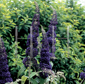 Picture of Buddleia davidii 'Adokeep (English Butterfly Adonis Blue)'