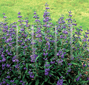 Picture of Caryopteris x clandonensis 'Minibleu(Petit Bleu)'