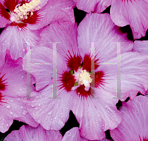 Picture of Hibiscus syriacus 'Minrosa (Rose Satin)'