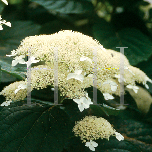 Picture of Hydrangea arborescens 'Dardom (White Dome)'