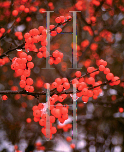 Picture of Ilex verticillata 'Spravy (Berry Heavy)'