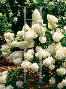 Picture of Hydrangea paniculata 'Little Lamb'