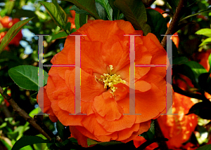 Picture of Chaenomeles speciosa 'Double Take Orange Storm'