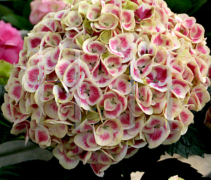 Picture of Hydrangea macrophylla 'Ramars (Cityline Mars)'