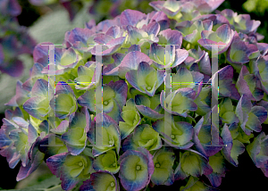 Picture of Hydrangea macrophylla 'Ragra (Cityline  Rio)'