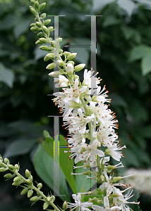 Picture of Clethra alnifolia 'Crystalina (Sugartina Crystalina)'