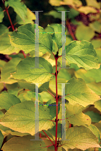 Picture of Cornus sanguinea 'Cato (Artic Sun)'