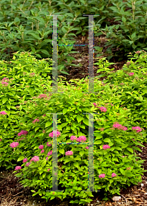 Picture of Spiraea japonica 'Yan (Double Play Gold)'