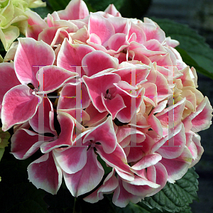 Picture of Hydrangea macrophylla 'Horheart (Edgy Hearts)'