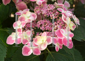 Picture of Hydrangea macrophylla 'Harbits (Edgy Orbits)'