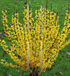 Picture of Forsythia x intermedia 'Mindor (Show Off)'