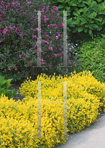 Picture of Genista lydia 'Select (Bangle)'