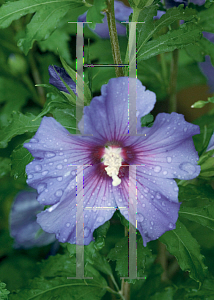 Picture of Hibiscus syriacus 'DVPazurri (Azurri Blue Satin)'