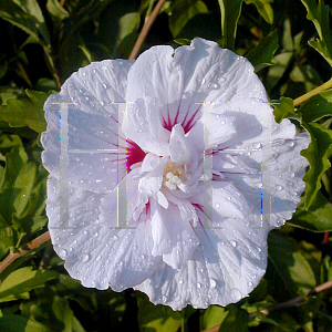 Picture of Hibiscus syriacus 'Bricutts (China Chiffon)'