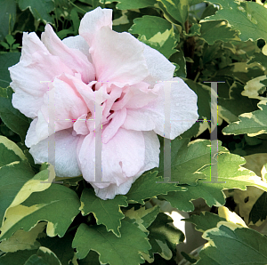 Picture of Hibiscus syriacus 'America Irene Scott (Sugar Tip)'