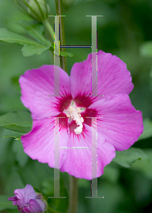 Picture of Hibiscus syriacus 'Floru' (Violet Satin®)