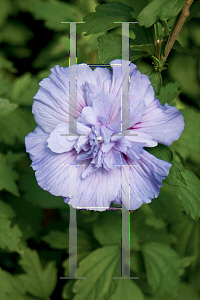 Picture of Hibiscus syriacus 'Notwoodthree' (Blue Chiffon®)