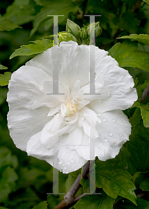 Picture of Hibiscus syriacus 'Notwoodtwo(White Chiffon)'