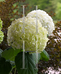 Picture of Hydrangea arborescens 'Abetwo (Incrediball)'