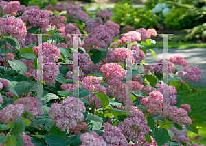 Picture of Hydrangea arborescens 'NCHA1 (Invincibelle Spirit)'