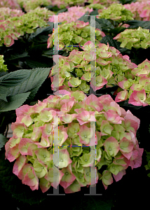 Picture of Hydrangea macrophylla 'Berlin Rabe (Cityline Berlin)'