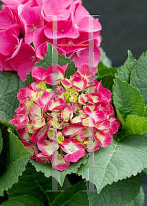 Picture of Hydrangea macrophylla 'Paris Rapa (Cityline Paris)'