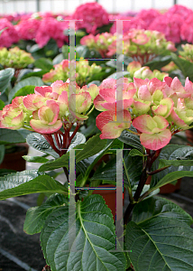 Picture of Hydrangea macrophylla 'Hordo (Abracadabra Orb)'