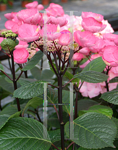 Picture of Hydrangea macrophylla 'Horabstra (Abracadabra Star)'