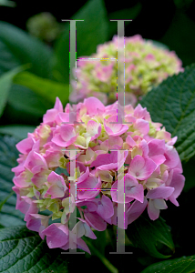 Picture of Hydrangea macrophylla 'Robert (Let's Dance Moonlight)'