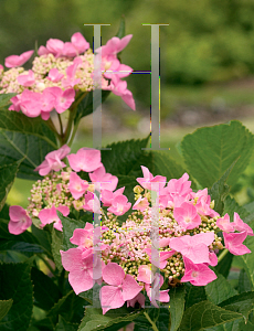 Picture of Hydrangea macrophylla 'Lynn (Let's Dance  Starlight)'