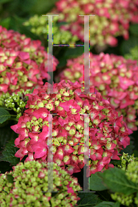 Picture of Hydrangea macrophylla 'Sonmarie (Pink Shira)'