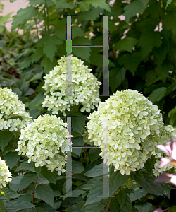 Picture of Hydrangea paniculata 'Jane (Little Lime)'