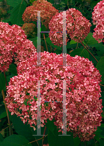 Picture of Hydrangea arborescens 'NCHA1 (Invincibelle® Spirit)'