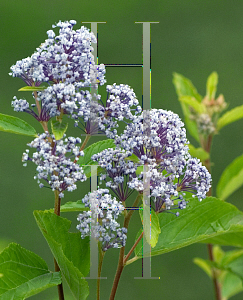 Picture of Ceanothus x pallidus 'Minmari (Marie Bleu)'