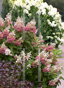 Picture of Hydrangea paniculata 'DVPpinky (Pinky Winky)'