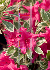 Picture of Rhododendron (subgenus Azalea) 'Farrow (Bollywood)'