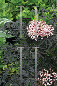 Picture of Sambucus nigra 'Eva (Black Lace)'